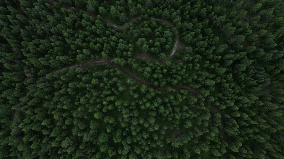 Aerial view of a dense green pine forest