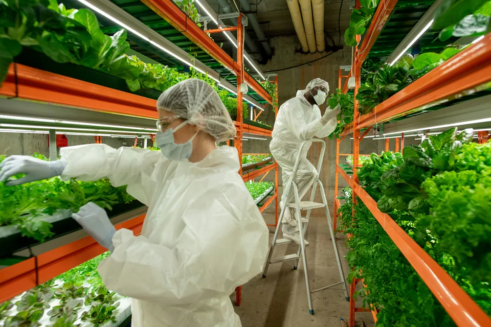 Workers in protective suits tending plants in an indoor vertical farm