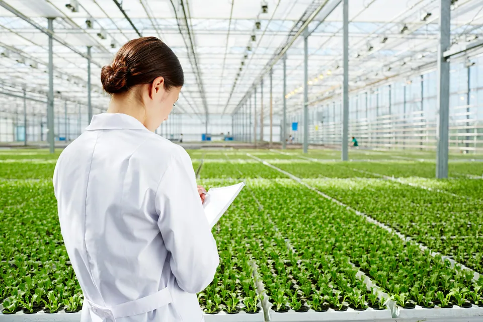 Scientist with a clipboard inspecting lettuce rows in a greenhouse