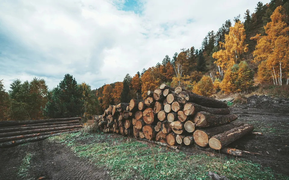 Stacked timber logs at the edge of an autumn forest