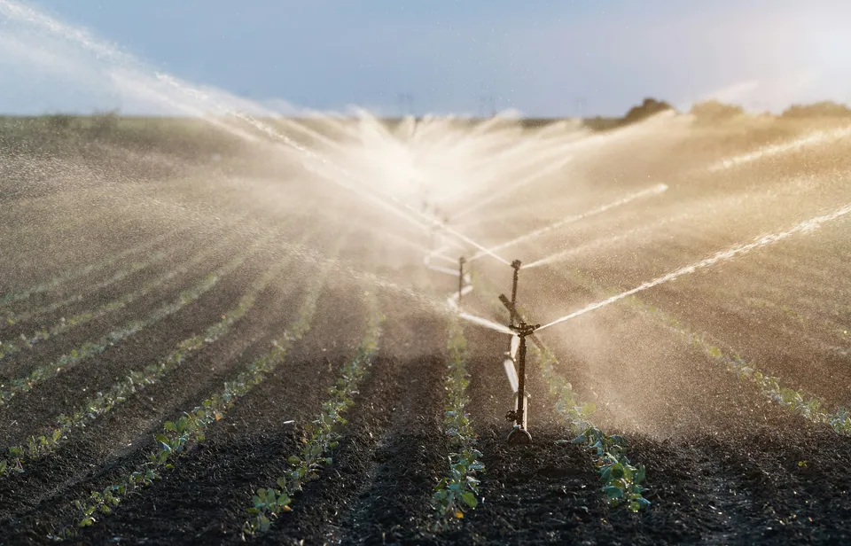 Irrigation sprinklers watering a planted farm field