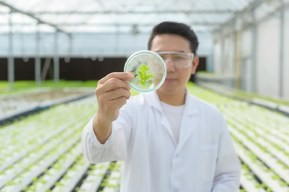 Scientist holding up a petri dish with a seedling in a greenhouse