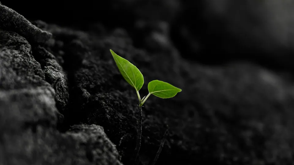 Small green seedling sprouting from dark soil