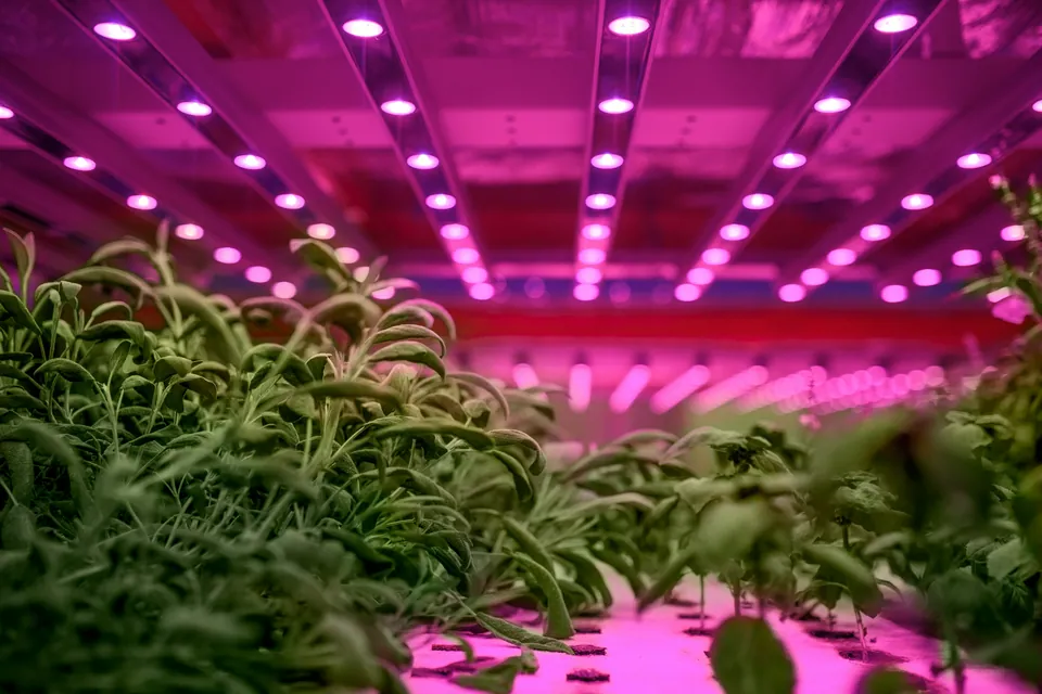Plants growing under pink LED lights in an indoor farm