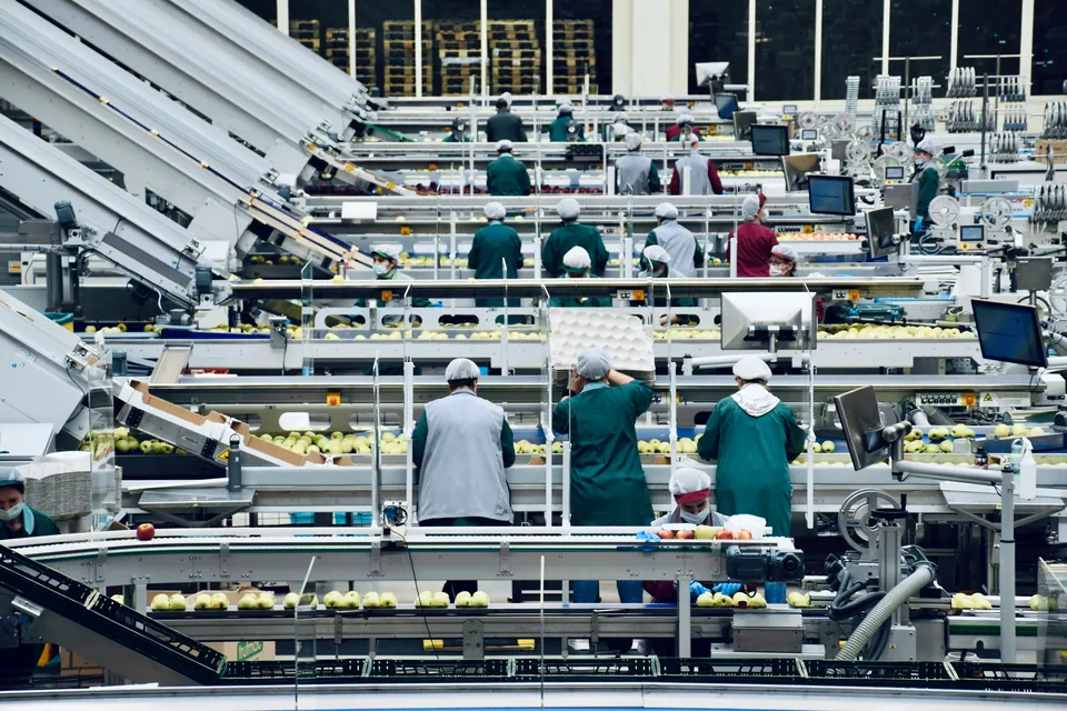 Workers sorting produce along a factory conveyor line