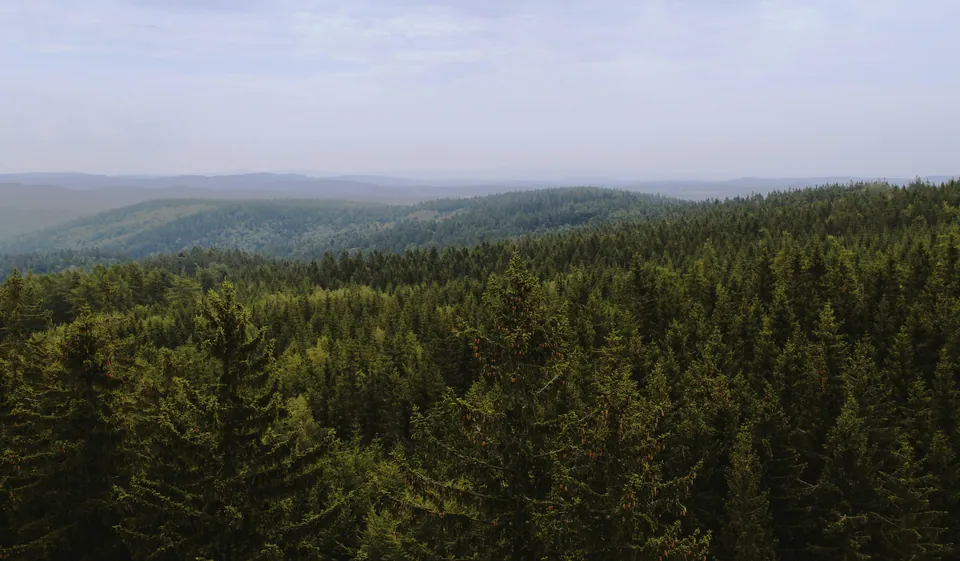 Rolling hills covered in dense evergreen forest