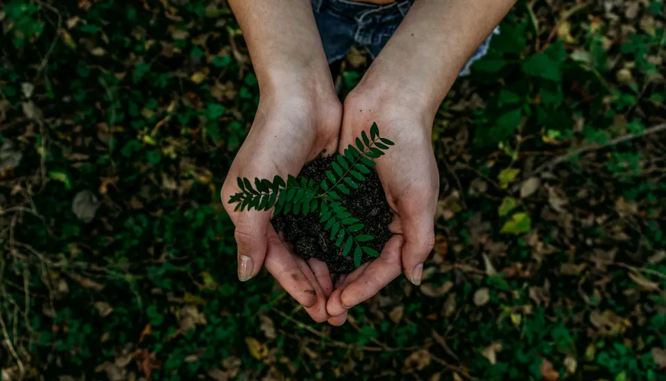 Cupped hands holding a fern sprout over green ground