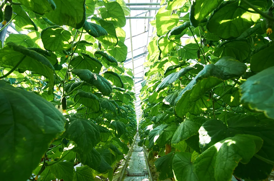 Rows of green cucumber vines in a greenhouse