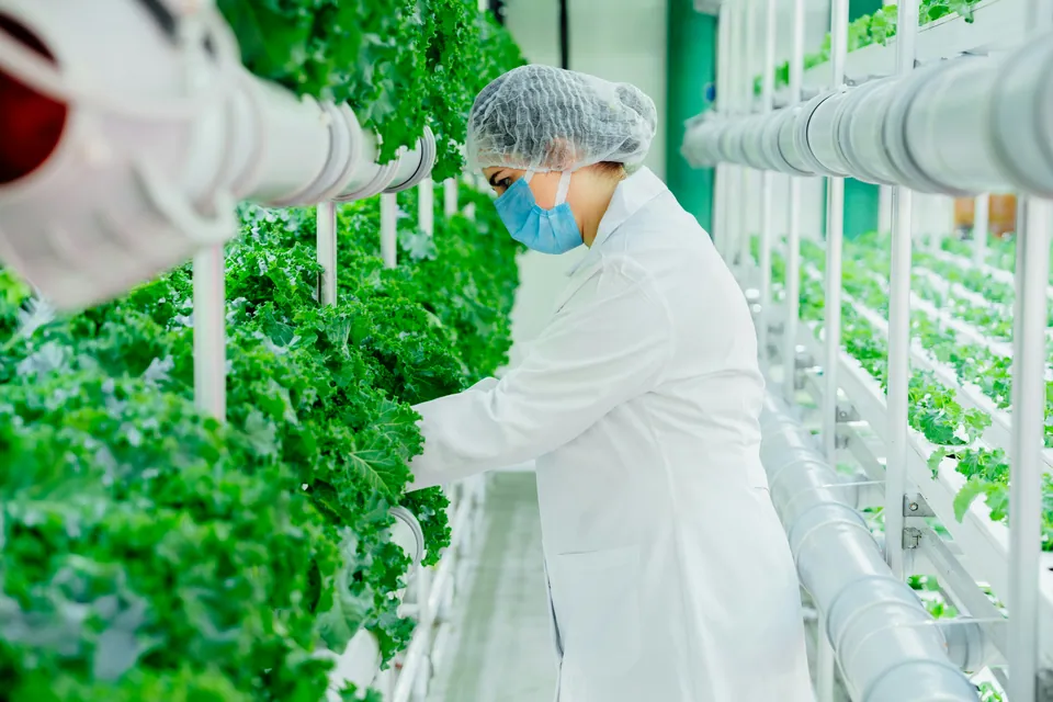 Worker in a hairnet tending leafy greens in a vertical farm